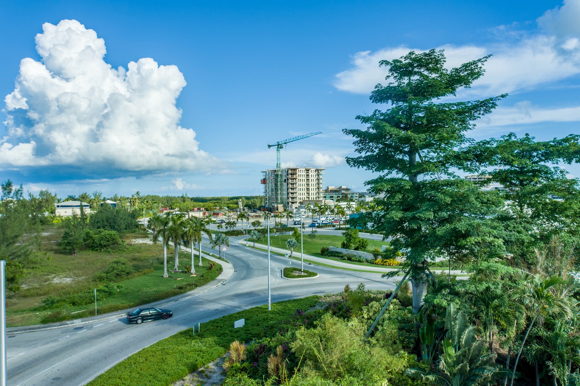 Aerial image of a large tree in foreground, highway to the left of the image and a ten storey building in the background