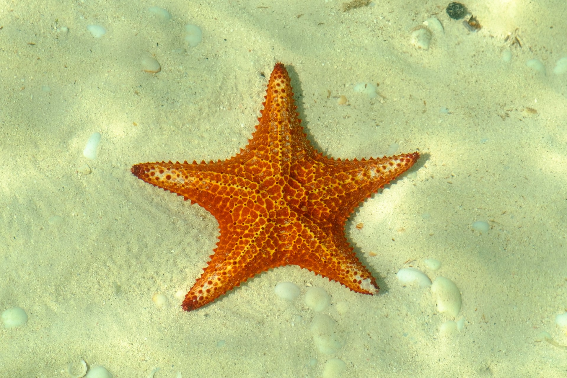 starfish point