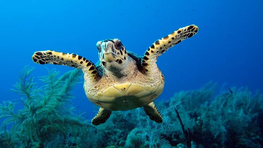 Cayman Turtles